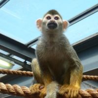 Monkey Business Hangout